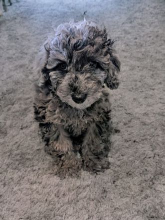 🐩 Zwergpudel Welpen – Merle, Black, Red, Sable & Creme – mit Stammbaum suchen lie