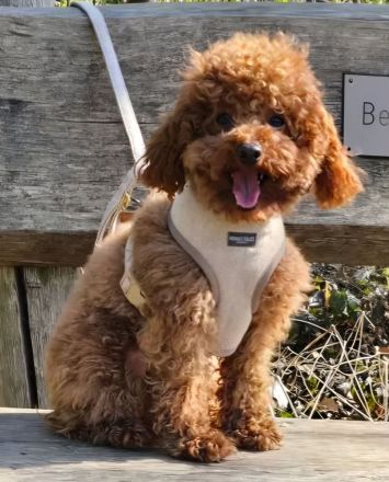 🐩 Zwergpudel Welpen – Merle, Black, Red, Sable & Creme – mit Stammbaum suchen lie