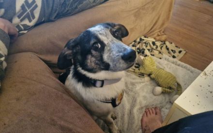 Speedy Gonzales möchte losflitzen!