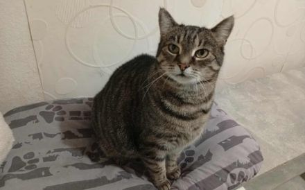 Schmusekatze Ani sucht ihr Zuhause