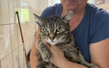 Schmusekatze Ani sucht ihr Zuhause