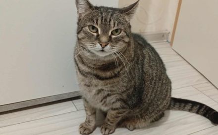 Schmusekatze Ani sucht ihr Zuhause