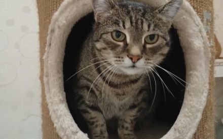 Schmusekatze Ani sucht ihr Zuhause