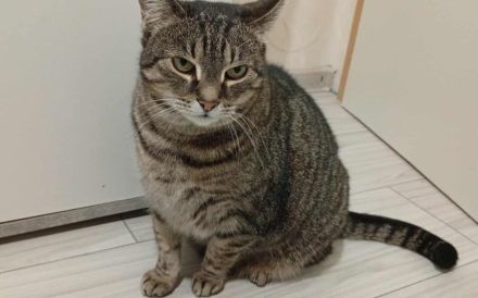 Schmusekatze Ani sucht ihr Zuhause