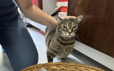 Schmusekatze Ani sucht ihr Zuhause