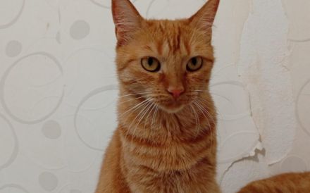 Suri sucht ihr Glück: Verschmuste Traumkatze wartet auf Dich!