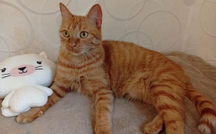 Suri sucht ihr Glück: Verschmuste Traumkatze wartet auf Dich!