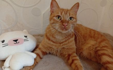 Suri sucht ihr Glück: Verschmuste Traumkatze wartet auf Dich!