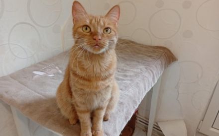 Suri sucht ihr Glück: Verschmuste Traumkatze wartet auf Dich!