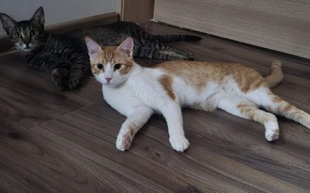 Lebensfroher Wirbelwind Fabi sucht Couchplatz auf Lebenszeit