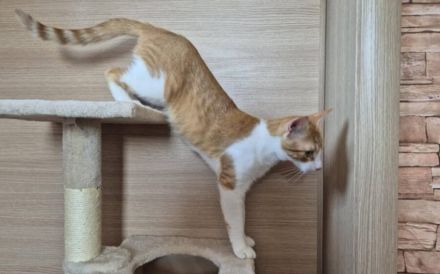 Lebensfroher Wirbelwind Fabi sucht Couchplatz auf Lebenszeit