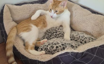 Lebensfroher Wirbelwind Fabi sucht Couchplatz auf Lebenszeit