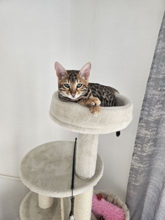 Bengal Katze