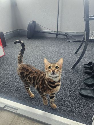 Bengal Katze