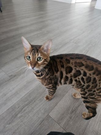 Bengal Katze