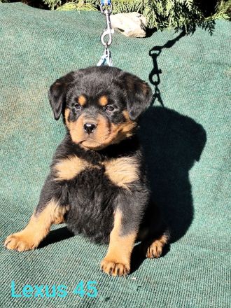 Premium Rottweiler Puppy For Sale