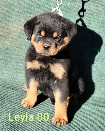 Premium Rottweiler Puppy For Sale