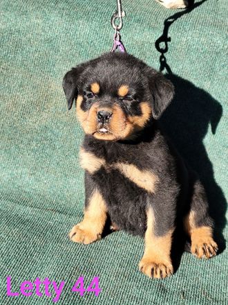 Premium Rottweiler Puppy For Sale