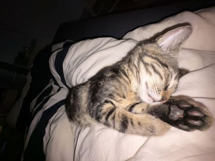 mausi sucht liebevolles zuhause