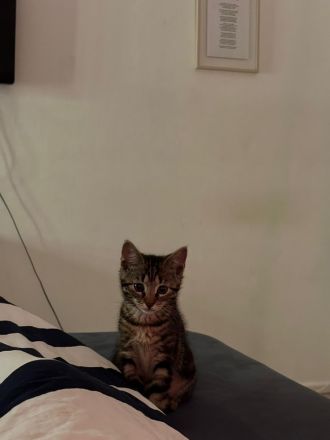 mausi sucht liebevolles zuhause