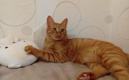 Sanfter Terry mit großem Herzen sucht sein Glück!