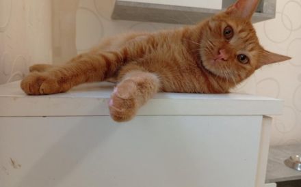 Sanfter Terry mit großem Herzen sucht sein Glück!