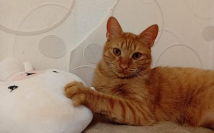 Sanfter Terry mit großem Herzen sucht sein Glück!