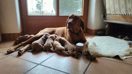 Reinrassige Magyar-Vizsla Welpen