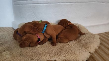 Reinrassige Magyar-Vizsla Welpen