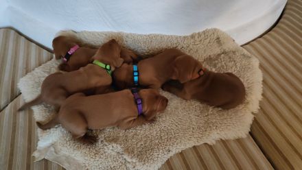 Reinrassige Magyar-Vizsla Welpen