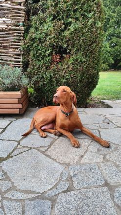 Reinrassige Magyar-Vizsla Welpen