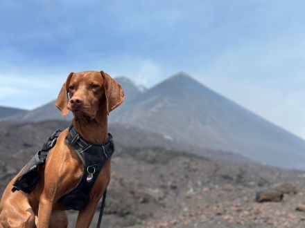 Reinrassige Magyar-Vizsla Welpen