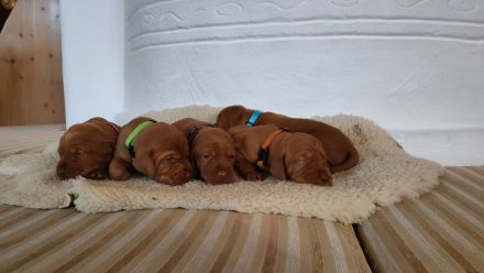 Reinrassige Magyar-Vizsla Welpen
