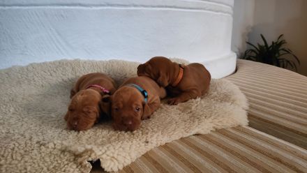 Reinrassige Magyar-Vizsla Welpen