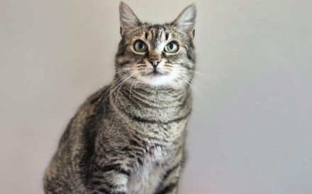 Rosi sucht Ihr liebevolles Zuhause