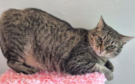 Rosi sucht Ihr liebevolles Zuhause