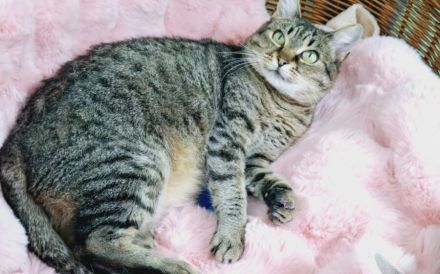 Rosi sucht Ihr liebevolles Zuhause