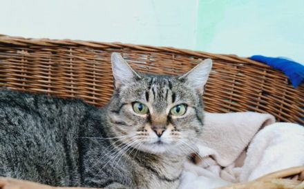 Rosi sucht Ihr liebevolles Zuhause