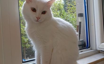 Bings: Eine schüchterne Seele sucht Vertrauen