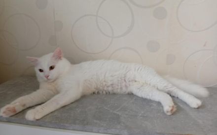 Bings: Eine schüchterne Seele sucht Vertrauen