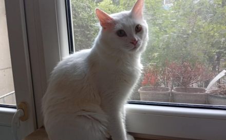 Bings: Eine schüchterne Seele sucht Vertrauen