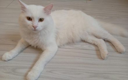 Bings: Eine schüchterne Seele sucht Vertrauen