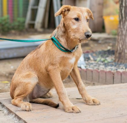 Miimi- Kleines Hundemädchen möchte die Welt entdecken