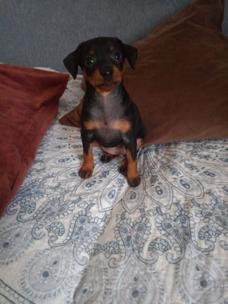 🐾 Zwergpinscher-Welpen – 2 süße Babys suchen liebevolles Zuhause ❤️