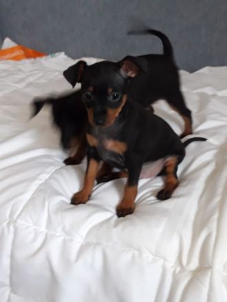 🐾 Zwergpinscher-Welpen – 2 süße Babys suchen liebevolles Zuhause ❤️