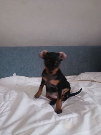 🐾 Zwergpinscher-Welpen – 2 süße Babys suchen liebevolles Zuhause ❤️