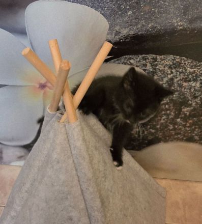 BKH Kitten in schwarz-weiß noch 2 Kater ab sofort abgabebereit