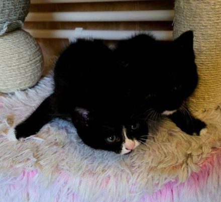 BKH Kitten in schwarz-weiß noch 2 Kater ab sofort abgabebereit