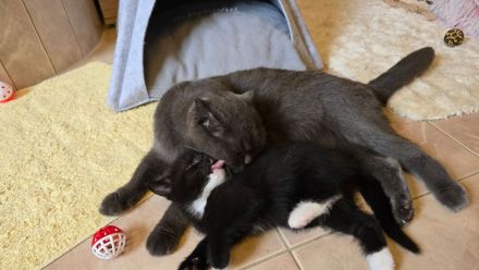 BKH Kitten in schwarz-weiß noch 2 Kater ab sofort abgabebereit