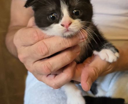 BKH Kitten in schwarz-weiß noch 2 Kater ab sofort abgabebereit